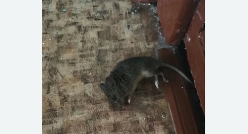 Дезинфекция от мышей в Братеево города Москвы