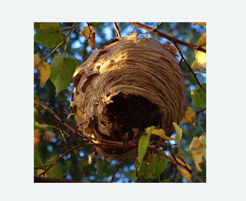 Обработка от шершней в Братеево города Москвы