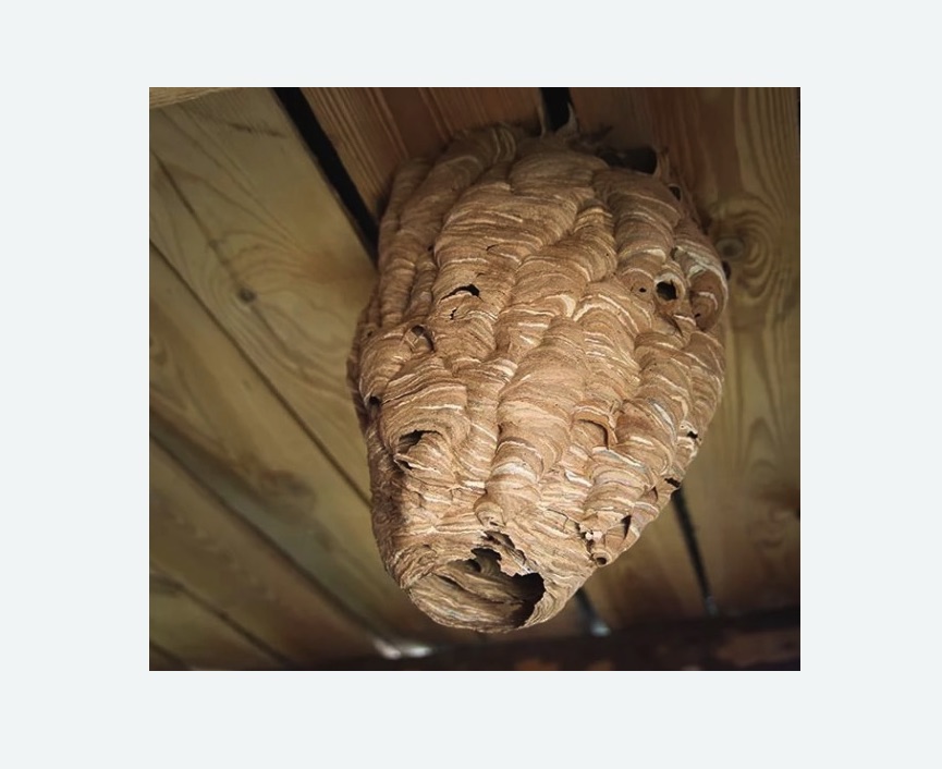 обработка от шершней в Братеево города Москвы