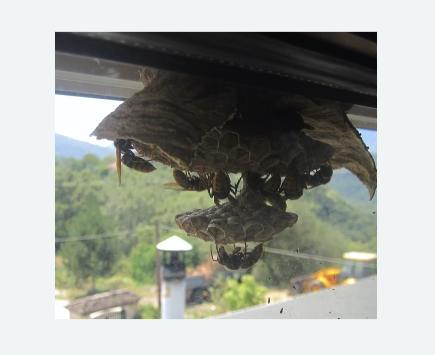 Уничтожение гнёзд шершней в Братеево города Москвы