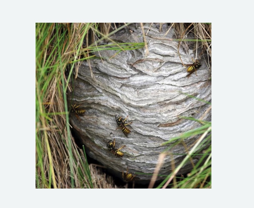 Уничтожение ос и ульев в Братеево города Москвы